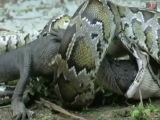 Cobra Gigante Come um Gigante Crocodilo Engolido Pela Grande Cobra Serpente Engole Crocodilo